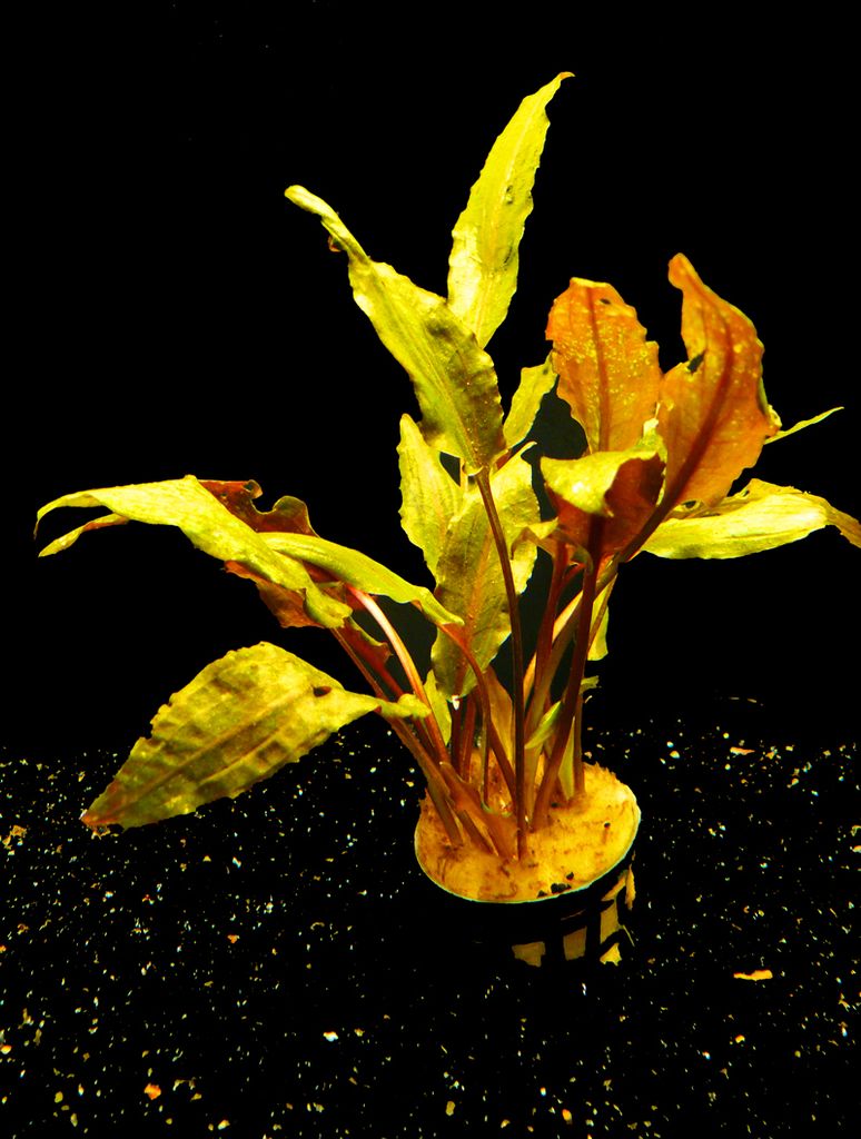 1 Topf Gew. Wasserkelch Rot (Cryptocoryne Undulata Red) Produktbild 