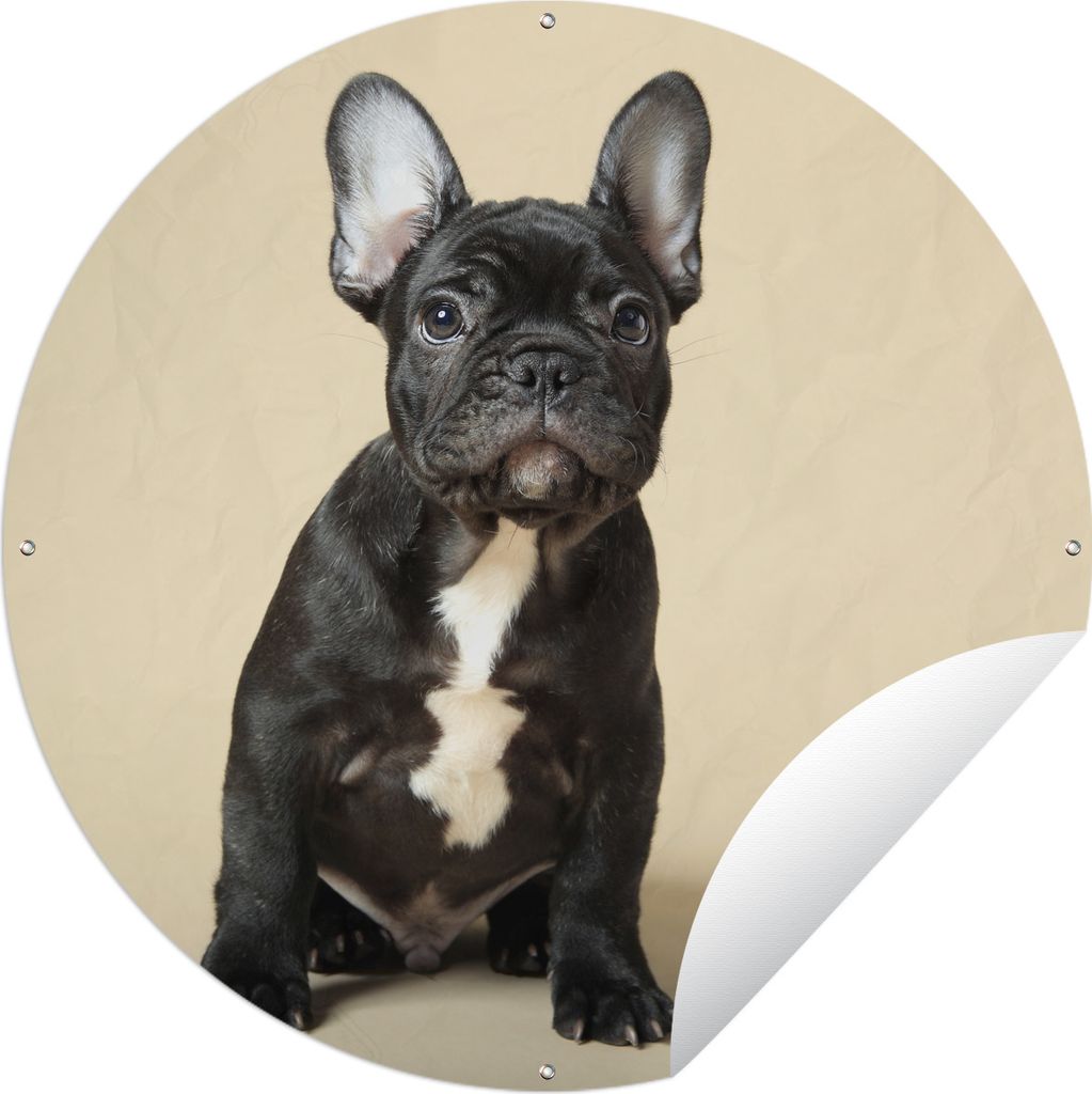 MuchoWow Gartenposter Outdoor-Poster Rund Französische Bulldogge - Schwarz - Beige Ø 150 cm Gartendeko Rundes Poster draußen