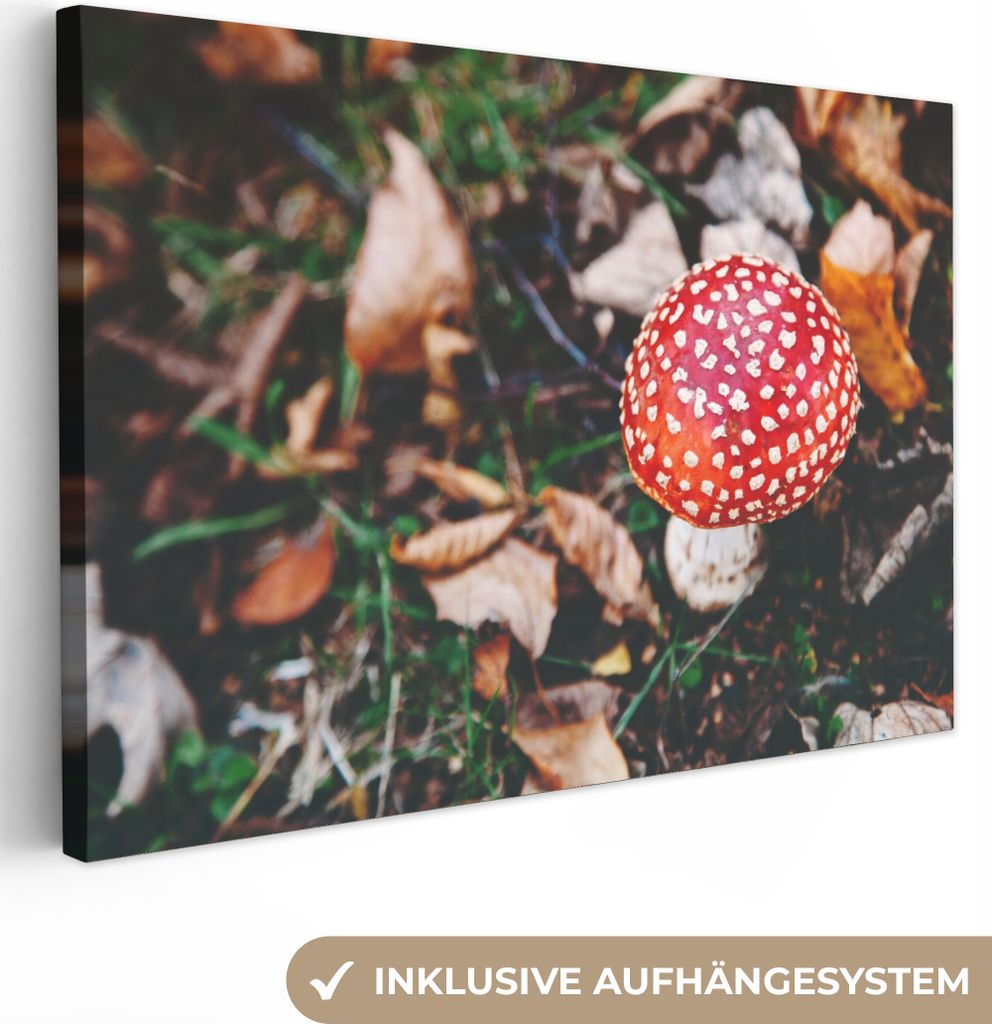MuchoWow - Leinwandbilder - Herbst - Pilz - Blätter - Natur, Wandbild, Wanddeko Bilder Wohnzimmer, 30x20 cm