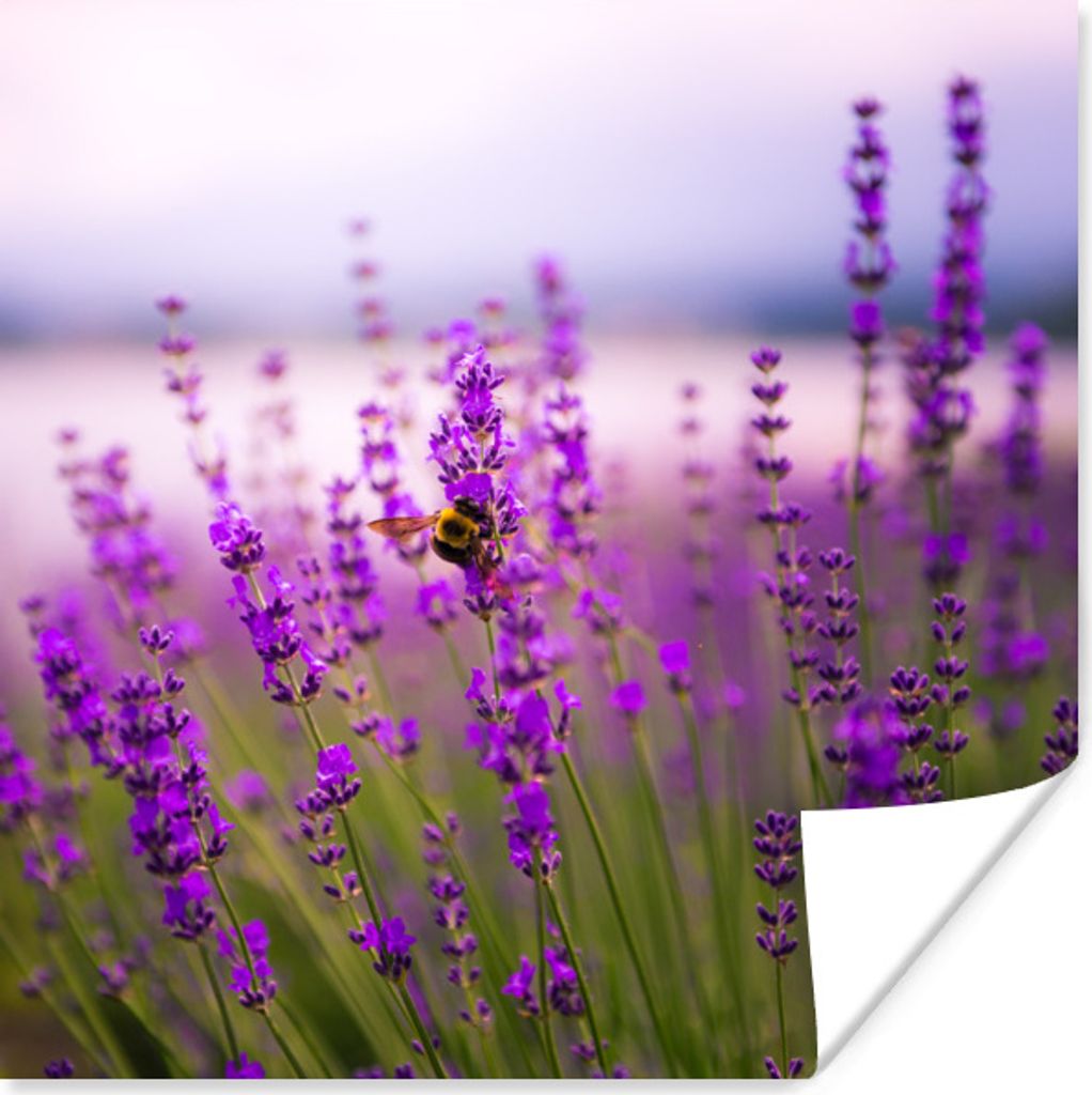 MuchoWow Poster Lavendel mit Biene 100x100 cm - Babyzimmer