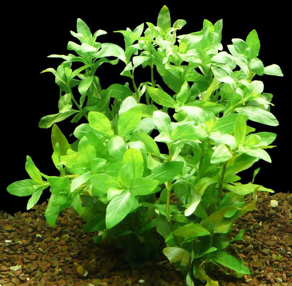 1 Bund Indischer Wasserfreund (Hygrophila Polysperma)