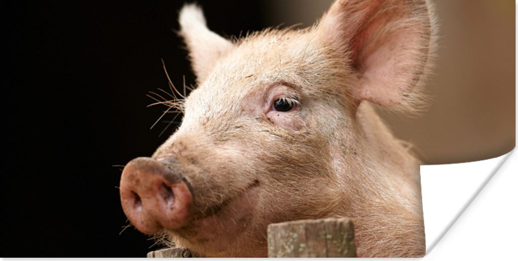 MuchoWow Poster Schwein - Tier - Zaun 150x75 cm - ohne Rahmen
