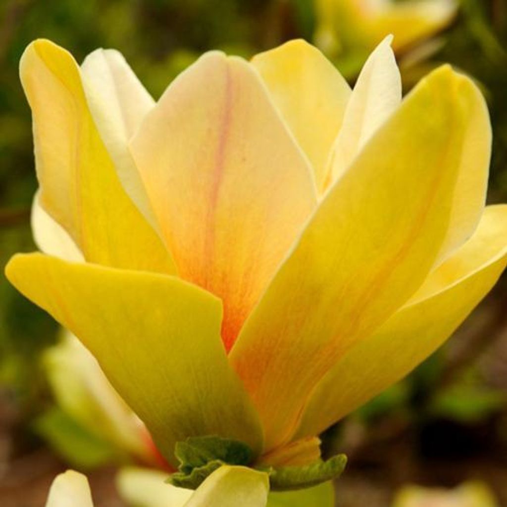 Magnolie Fiume Giallo 2L Immagine del prodotto 