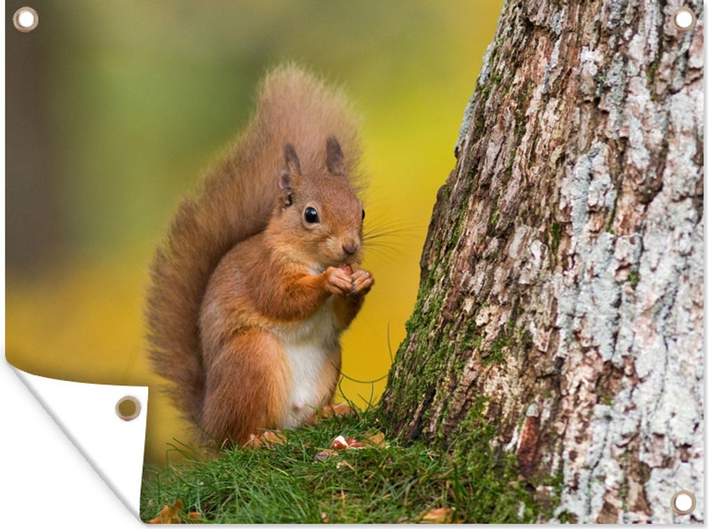 MuchoWow 80x60 cm Outdoor-Poster Gartendeko Sichtschutz Garten Poster für den Garten Rotes Eichhörnchen neben dem Baum