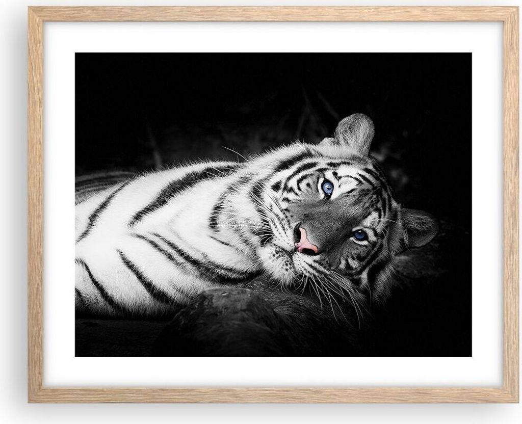 Gerahmtes Poster - Rahmen in heller Eiche - Weiß Tiger Schwarz und Weiß - 50x40 cm - Wand Bild - Wanddeko - Wandbilder - Wandposter - Bilderrahme...