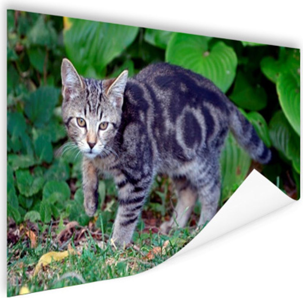 MuchoWow Poster Katze - Haustier - Garten - Mädchen - Kinder - Kinder - Kind 180x120 cm - Fotoplakat