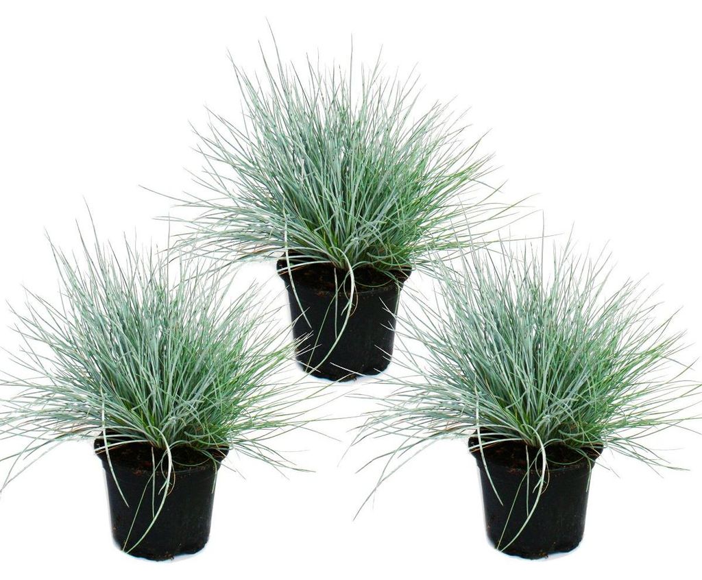 Blaues Schwingelgras – Festuca glauca – 3er-Set – 9-cm-Topf Produktbild 