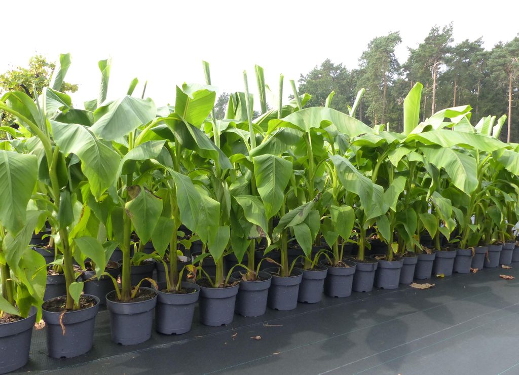 Bananenstaude Musa Basjoo 100 - 120 cm winterhart Staude Produktbild 