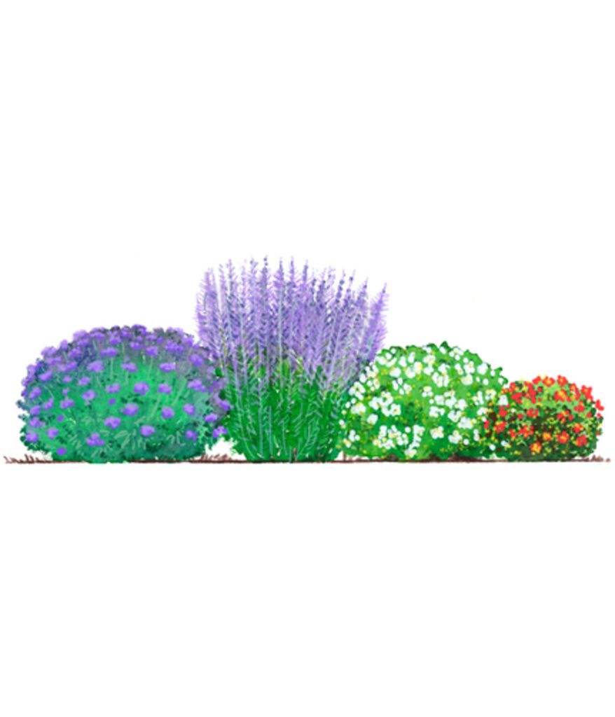 Dehner Blütenhecke Nature 4er, Bartblume, Blauraute, 2x Fingerstrauch, für 3-4 Meter Hecke, je 40-60 cm, weiß / rot / lila, Heckenpflanzen