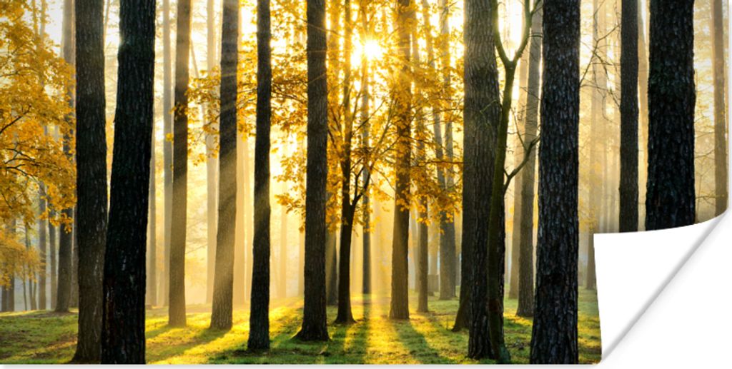 MuchoWow Poster Wald - Sonne - Bäume - Gras - Landschaft - Natur 80x40 cm - Wanddeko