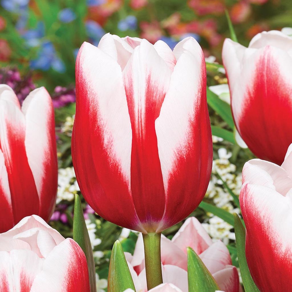 Tulipány Cibulky Cibulky Květiny Triumph Tulipán Timeless 5 Obrázek produktu 