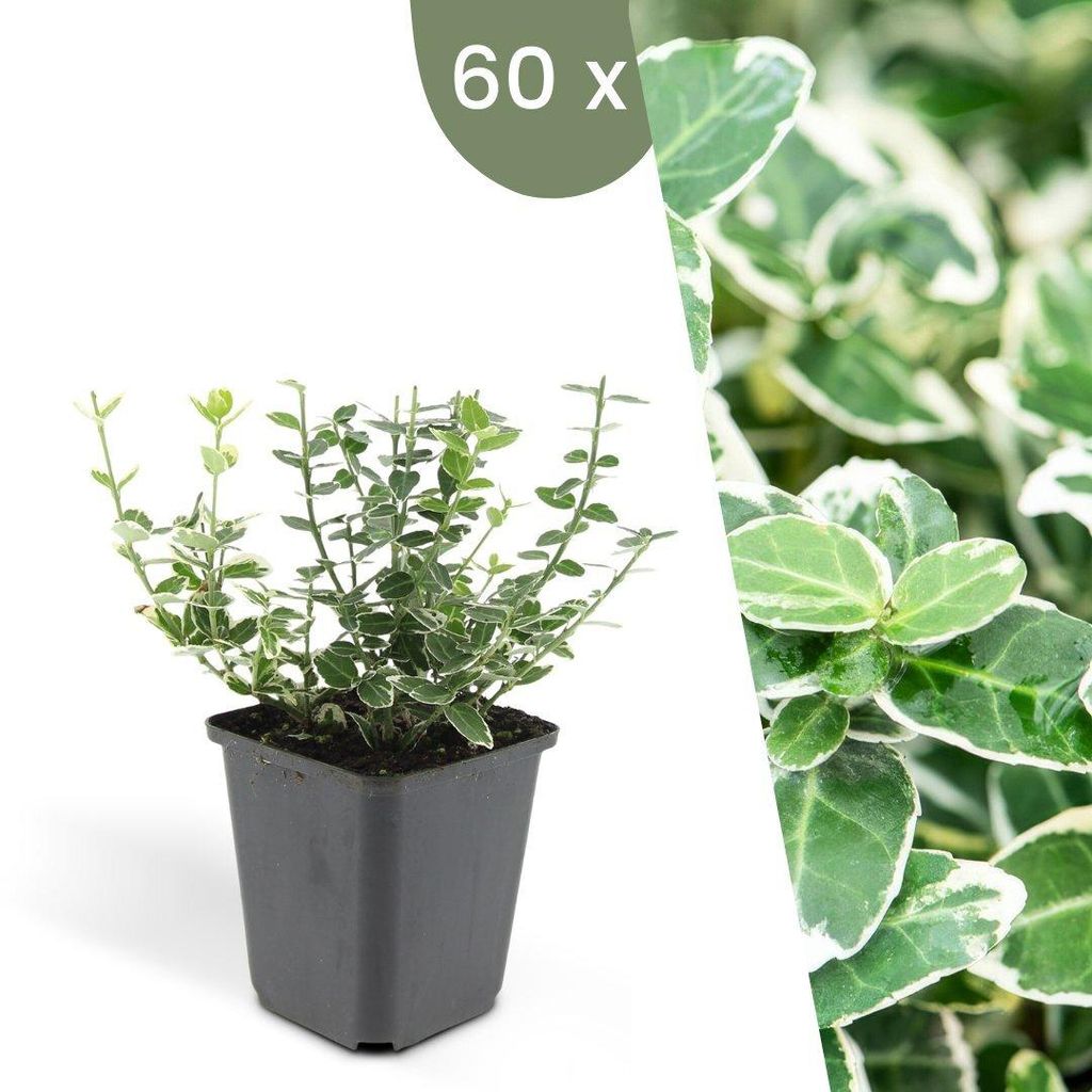Plants by Frank | 60 Bunte Spindelstrauch Pflanzen | Euonymus 'Emerald 'n Gaiety' | Bodendecker | Winterhart | Gartenpflanzen