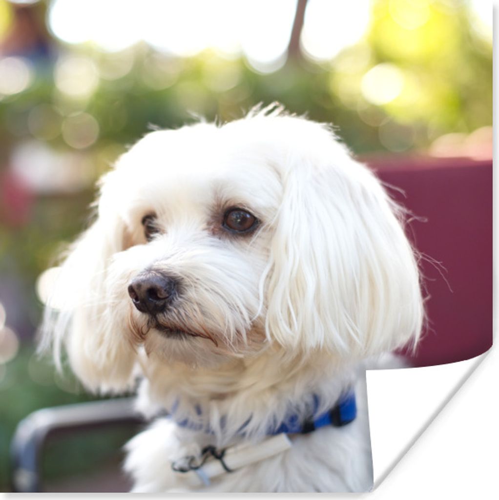 MuchoWow Poster Niedlicher Malteser Hund 30x30 cm - Wandposter - Printing