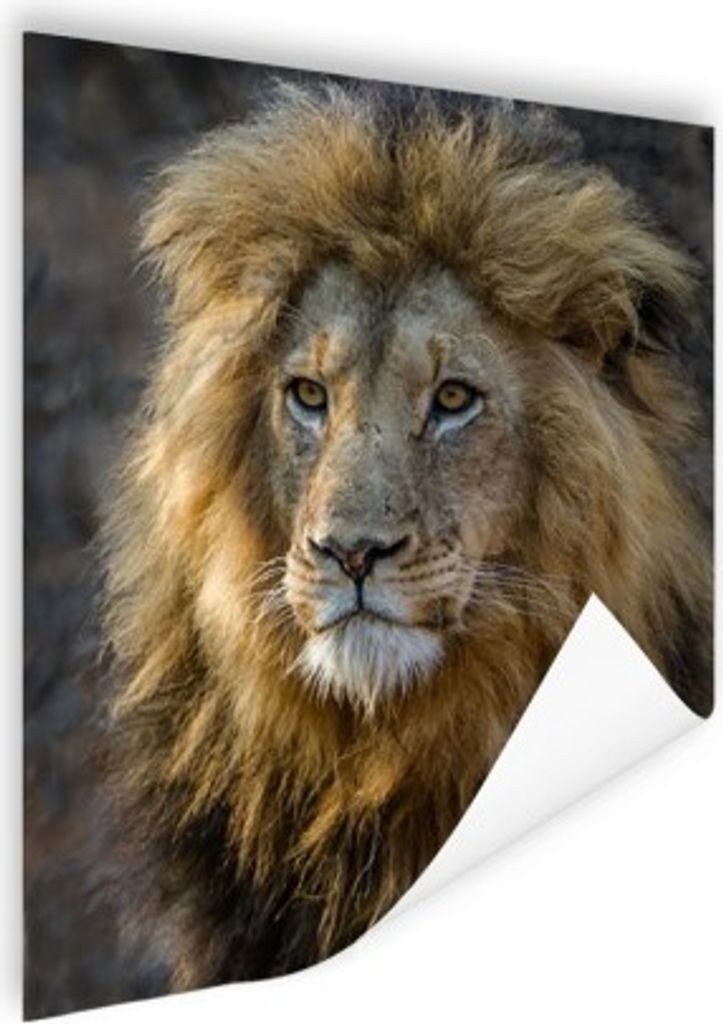 MuchoWow Poster Löwe - Porträt - Wildtiere 120x160 cm - Wandbilder
