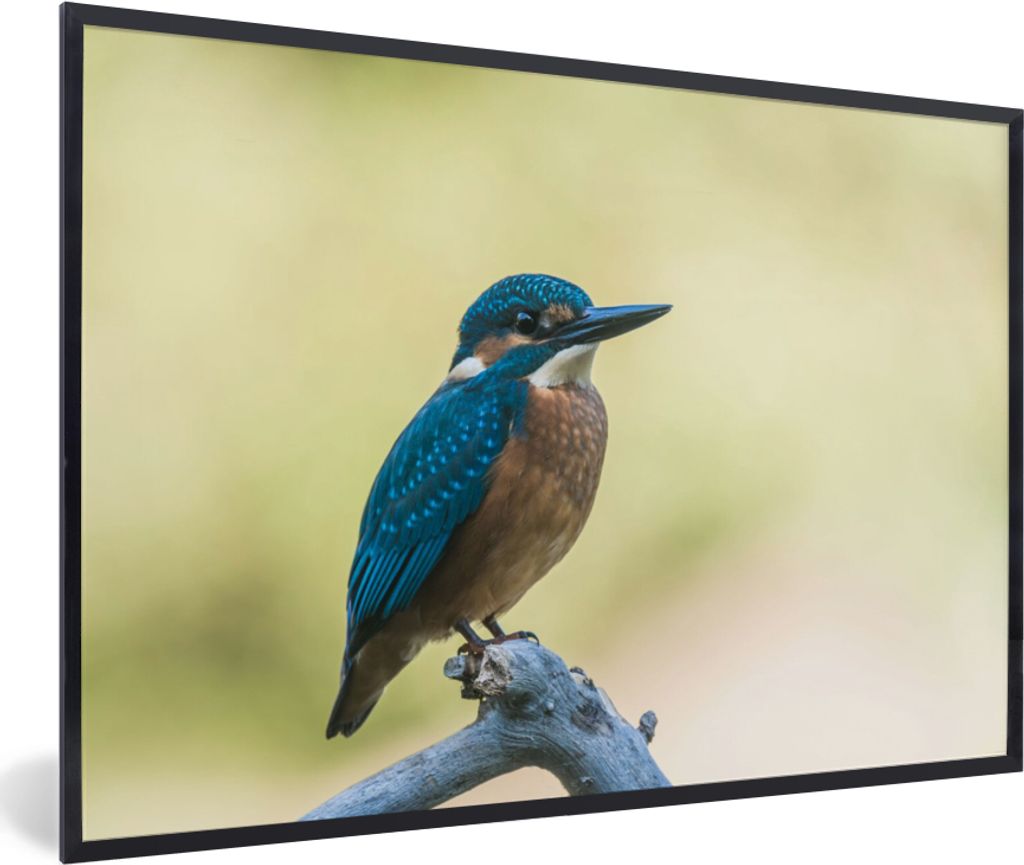 MuchoWow Gerahmtes Poster Eisvogel - Zweig - Vogel 30x20 cm - Poster mit Schwarzem Bilderrahmen Wandposter Rahmen Foto Bilder - Kunstdruck - Bild...
