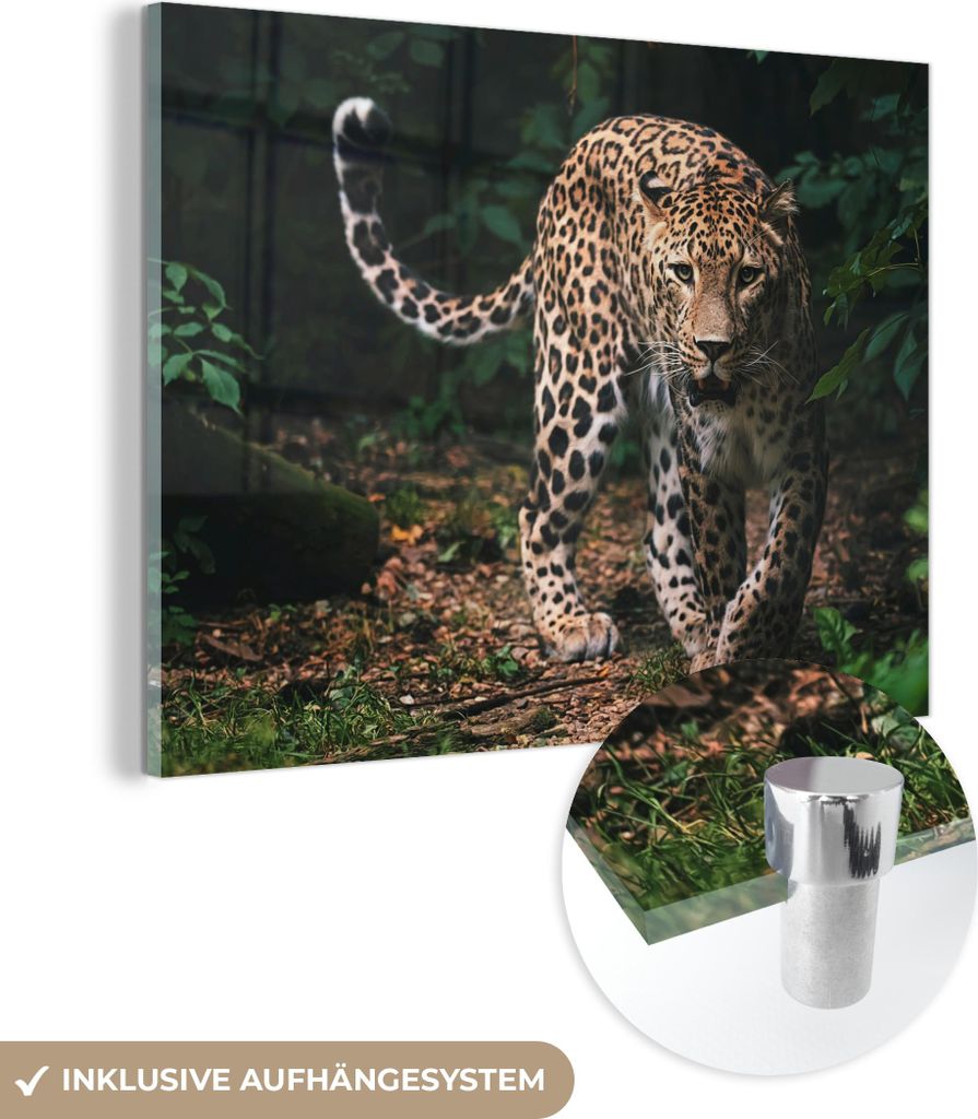 MuchoWow Glasbilder - Bilder auf Wandbild - Foto auf Glas Wildtiere - Leopard - Dschungel - Natur 40x30 cm Wanddekoration aus Glas - Acrylglasbild ...