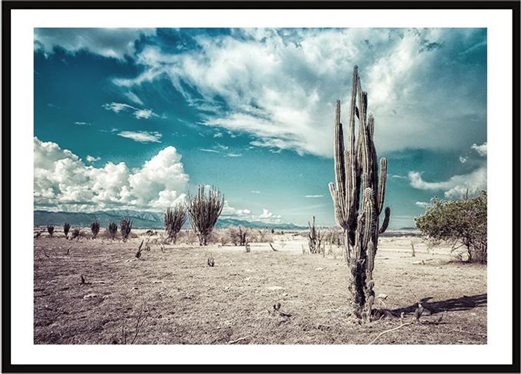 Bildplakat im Rahmen 33x43 cm Kakteen P2245