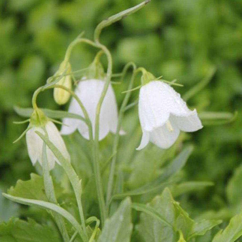 6 x Niedliche Glockenblume - Campanula cocleariifolia 'Baby White' | Topf 9cm x 9cm