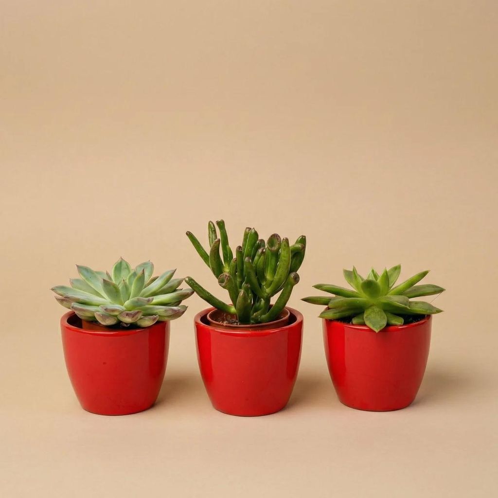Sukkulenten Set 3er mit rotem Keramik Mini-Topf 3 lebende Sukkulenten 8-12cm