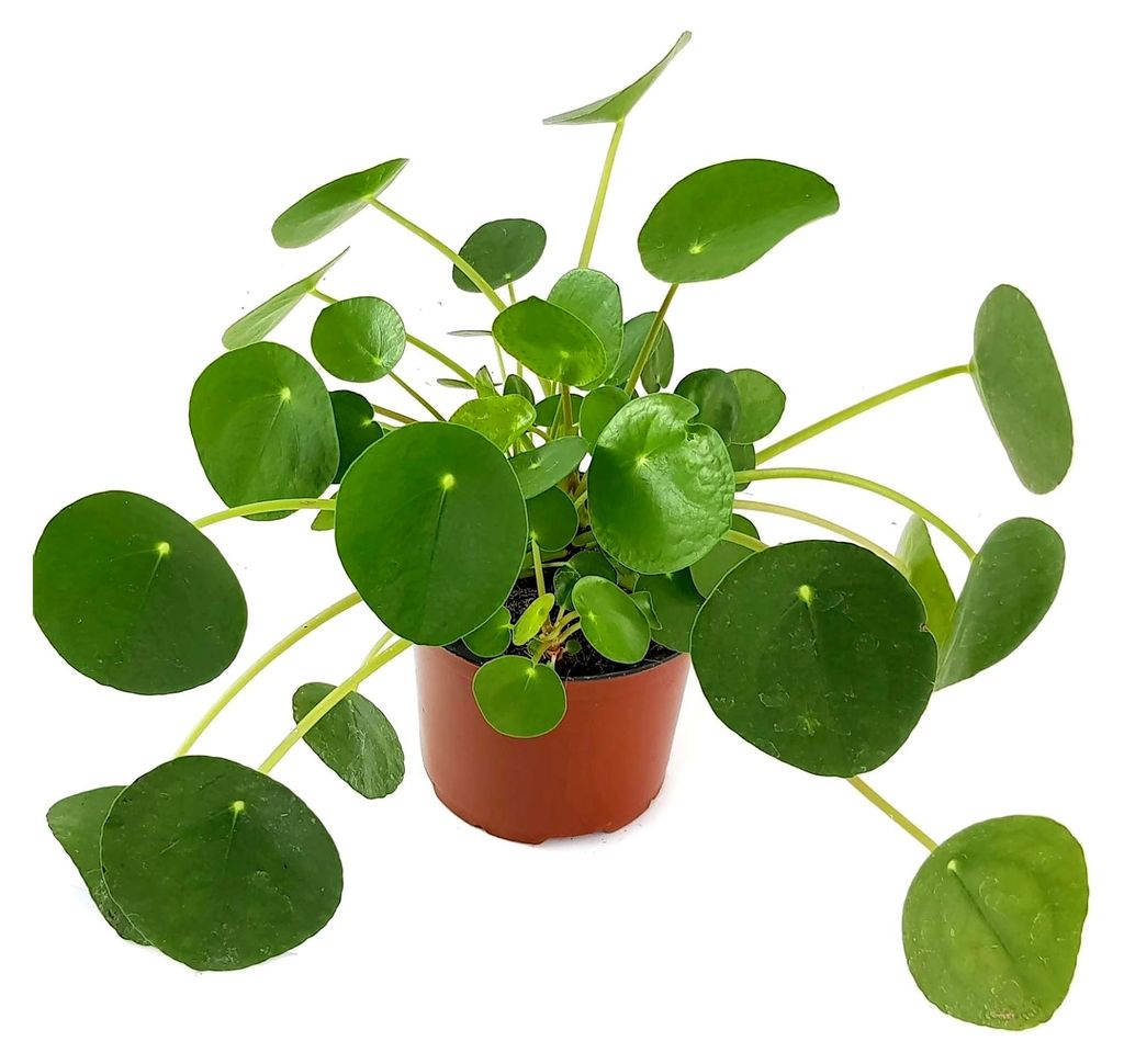 Pilea peperomioides - der Glückstaler für Büro oder Wohnung - der Chinesische Geldbaum für das helle Fensterbrett als dekorative UFO-Pflanze