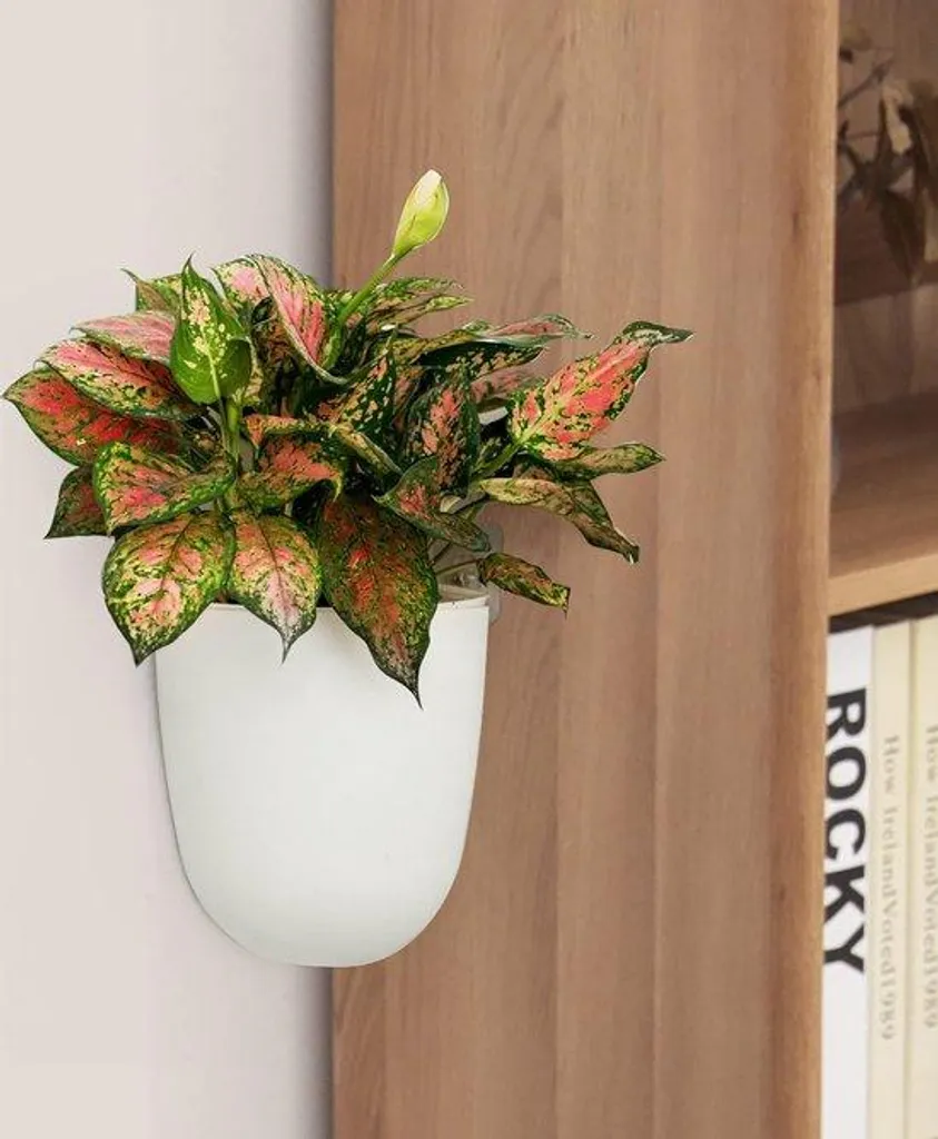 Cache-pot mural design pour plantes d'intérieur - Set de 2 pots modernes