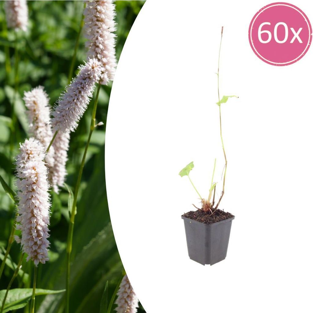 Persicaria bistorta 'Superba' | 60 Stück - 10-25cm - Ø9cm - Gartenpflanze