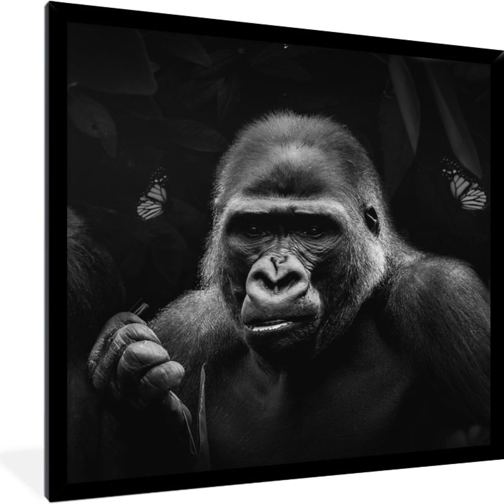MuchoWow Gerahmtes Poster Tiere - Schmetterling - Affe - Schwarz - Weiß 40x40 cm - Poster mit Schwarzem Bilderrahmen Wandposter Rahmen Foto Bild...