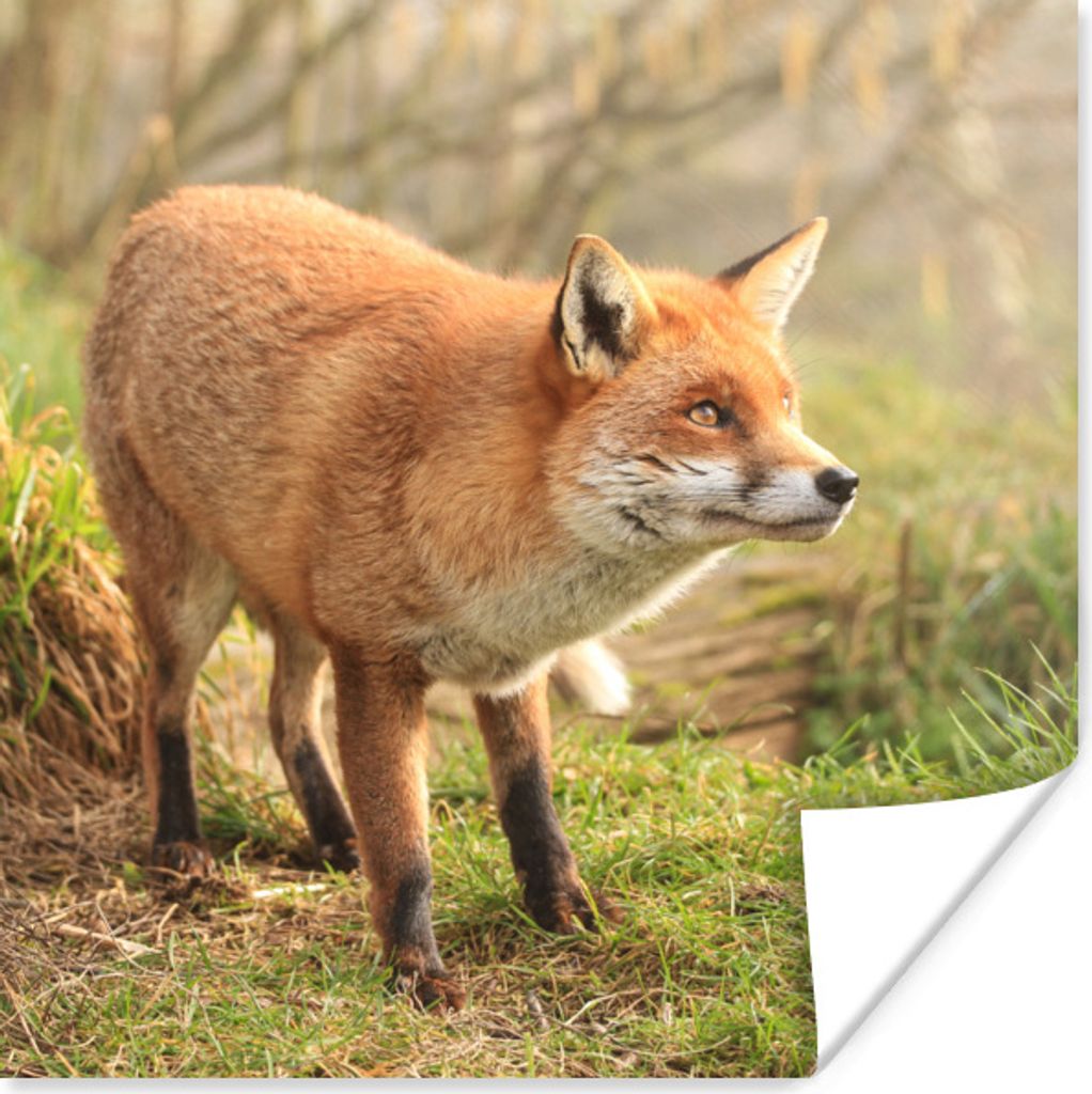 MuchoWow Poster Fuchs - Wald - Licht 100x100 cm - Babyzimmer