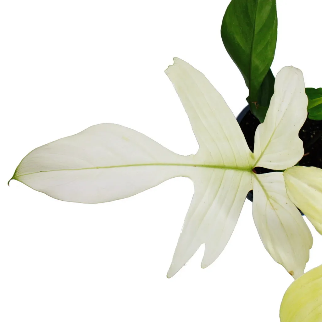 Philodendron Florida Ghost - Plante Rare de Collection - Pot de 19cm - 2