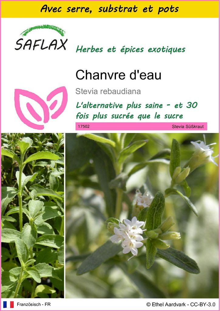SAFLAX Ensemble de culture - Chanvre d'eau - 100 graines - Image du produit 