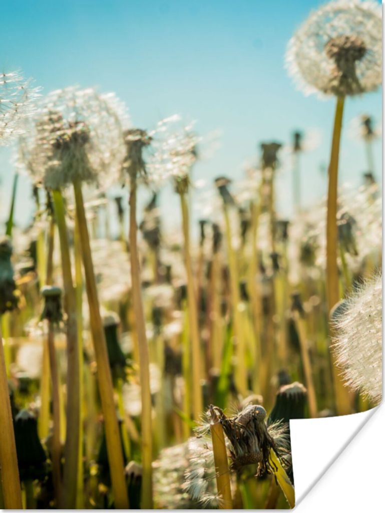 MuchoWow Poster Blumen - Löwenzahn - Gras 120x160 cm - Wandbilder