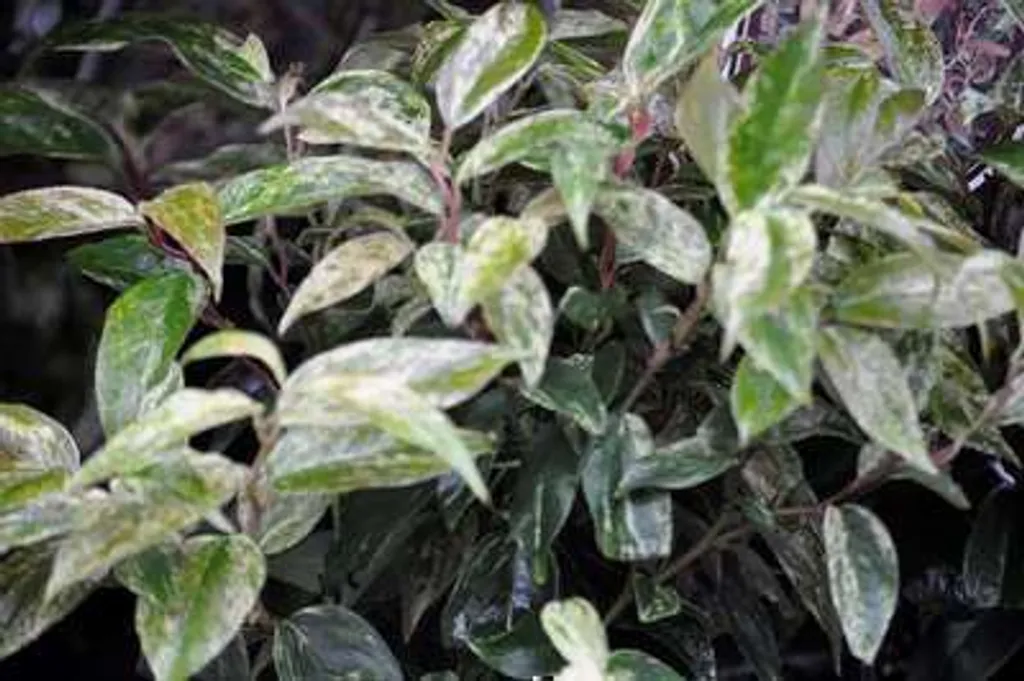 Leucothoe fontanesiana Rainbow arbuste persistant de 20-30 cm