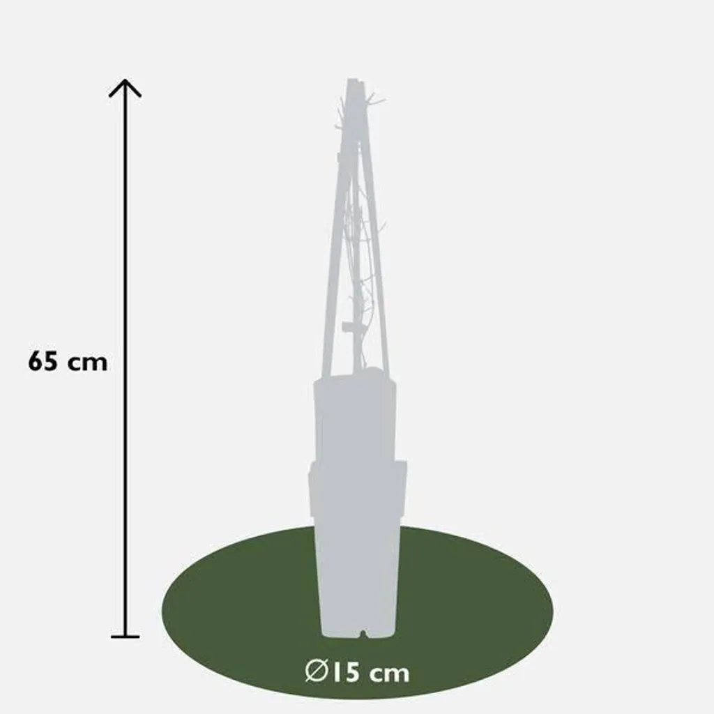 Clématite Jackmanii : Solution Grimpante pour Jardin Ombragé - Lot de 3 - 2