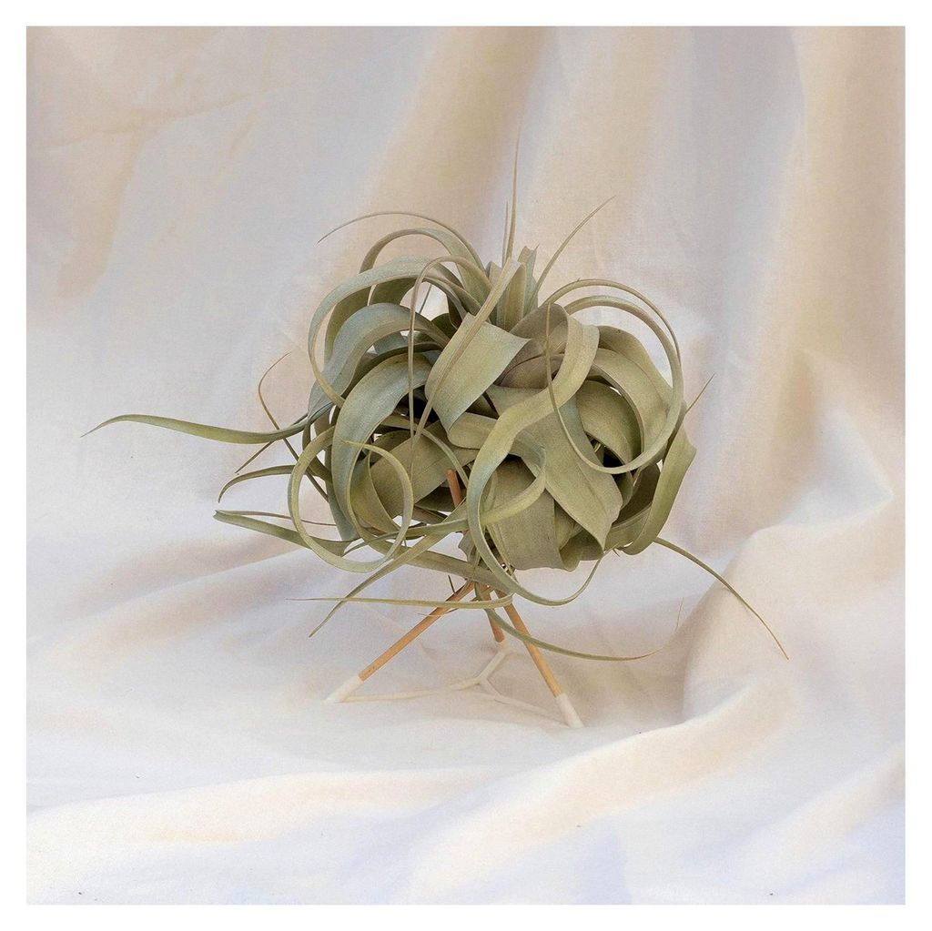 Tillandsia xerographica (Mittel)