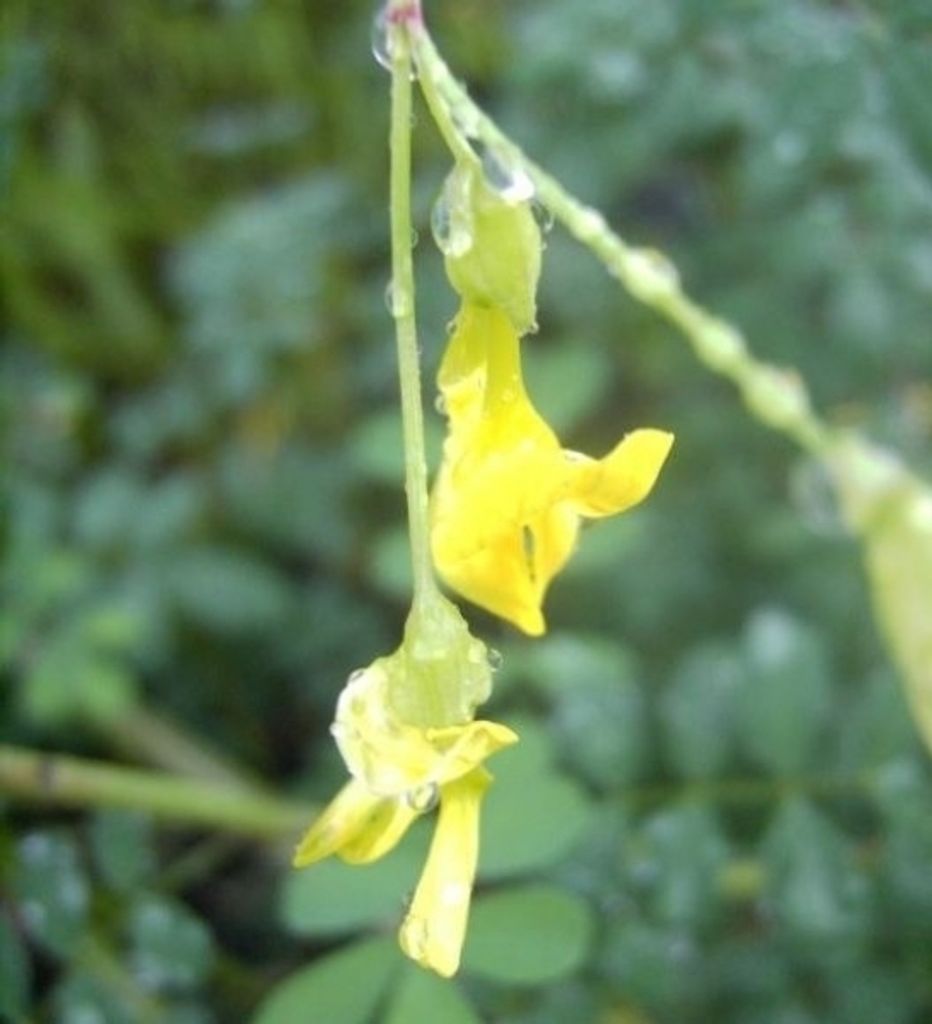 Hippocrepis emerus - Strauchkronwicke - Strauchiger Hufeinsenklee - Skorpionswicke