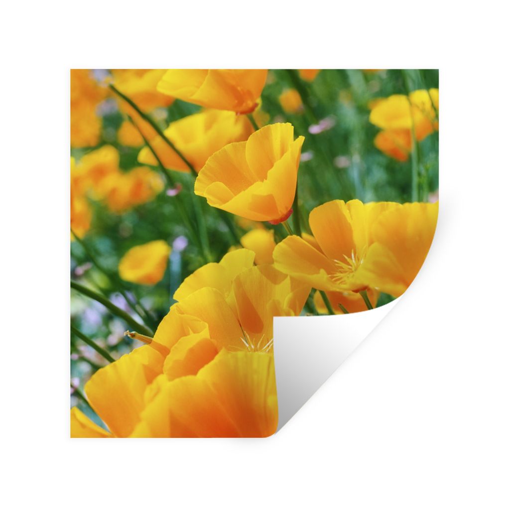 MuchoWow Wandtattoo Wandsticker Wandaufkleber Blumen - Garten - Orange 30x30 cm Selbstklebend und Repositionierbar - Repositionierbar - Wasser ab...