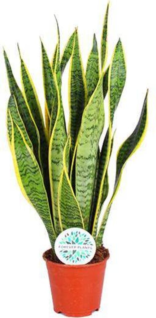 Sansevieria Trifasciata Laurentii Bogenhanf Ø14cm 50cm Zimmerpflanze pflegeleicht