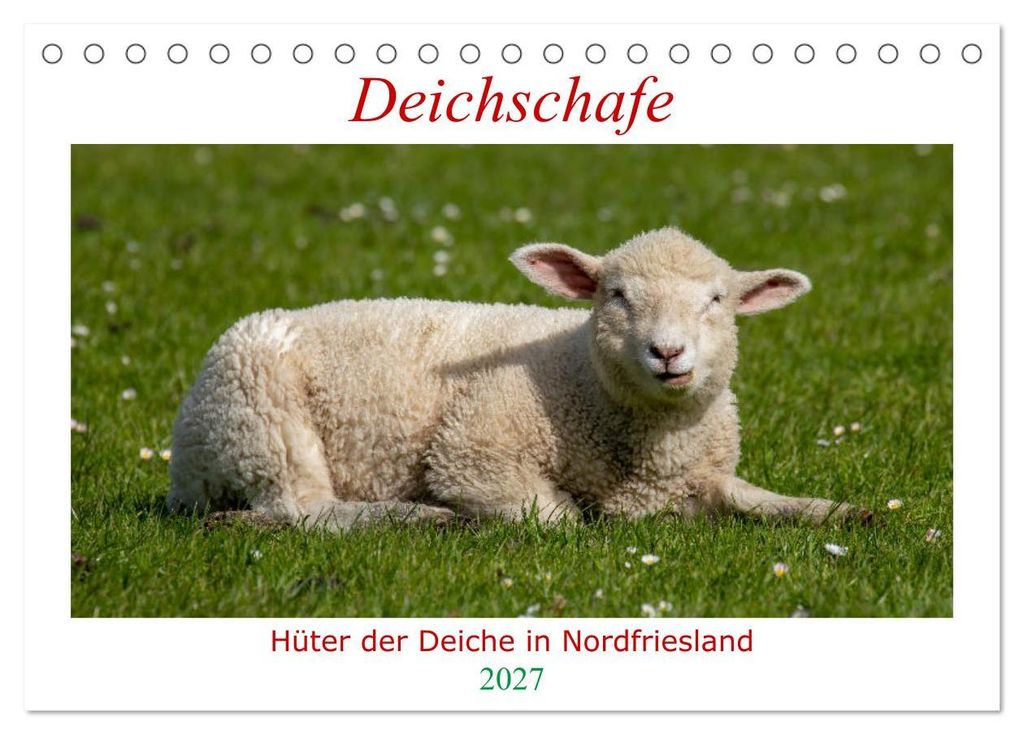 Deichschafe - Hüter der Deiche in Nordfriesland (Tischkalender 2027 DIN A5 quer), CALVENDO Monatskalender