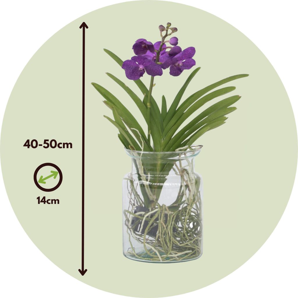 Plant In A Box Vanda-Orchidee Flieder  Hhe 60 Cm  Exotische Zimmerpflanze  Mit Tropischem Flair