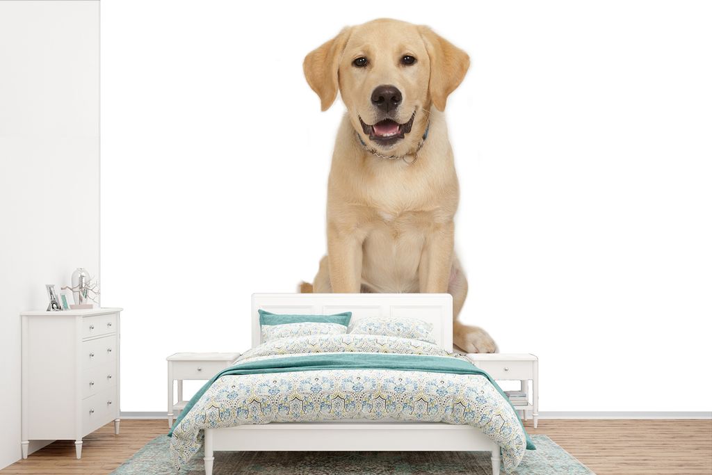 MuchoWow Fototapete für Wohnzimmer oder Schlafzimmer Wandtapete Vinyl Motivtapete Labrador-Welpe vor weißem Hintergrund - 525x350 cm - Das Hint...