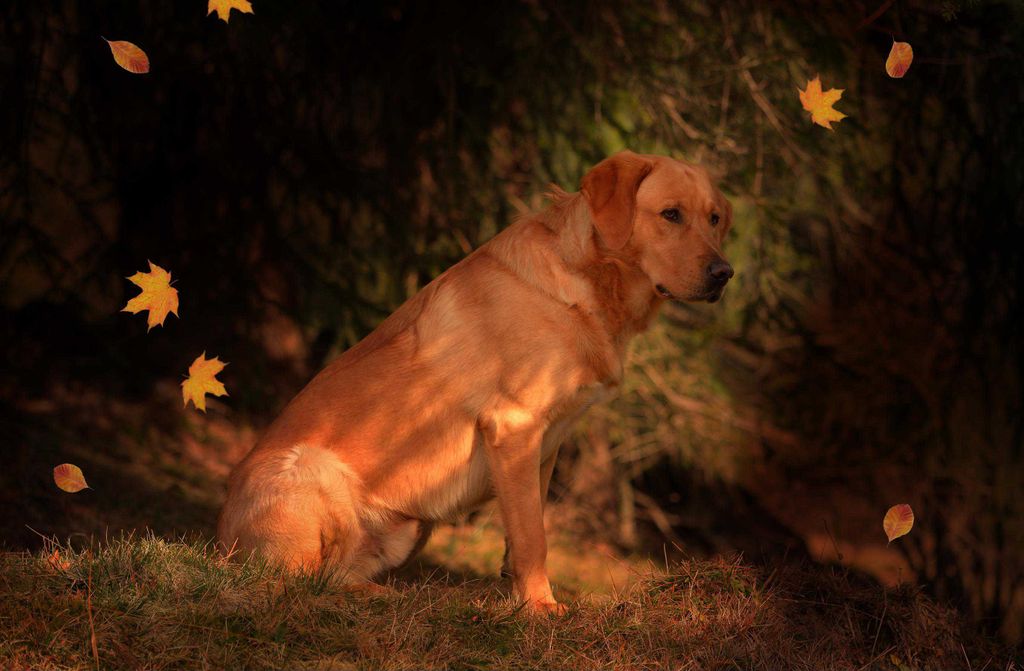 hansepuzzle 11960 - Wachhund Puzzle, 500 Teile, Tierwelt, 46,0 x 30,0cm mit hochwertiger Aufbewahrung, Kartonbox und wiederverschließbarem Beutel