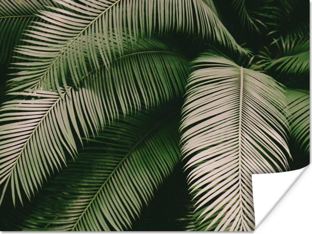MuchoWow Poster Palmwedel - Sommer - Tropisch 80x60 cm - Kunst für zu Hause