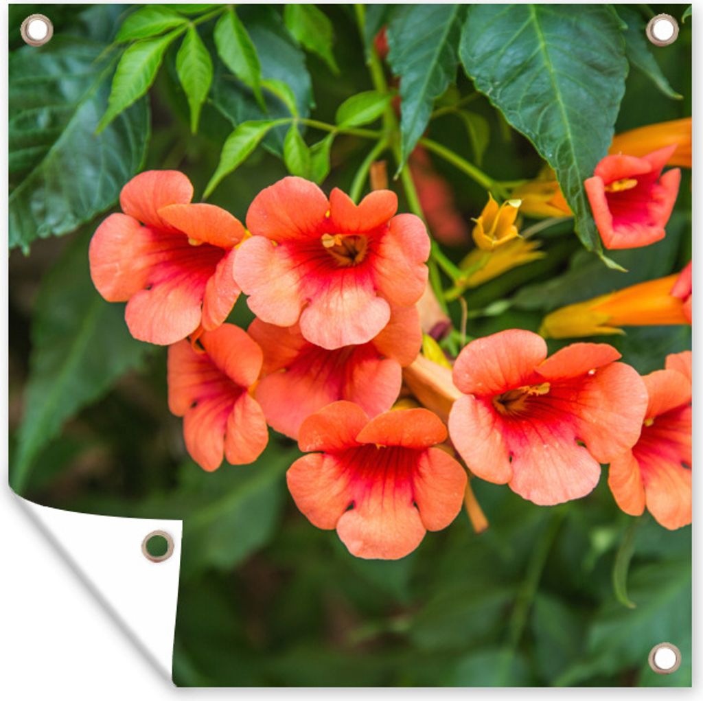 MuchoWow 100x100 cm Outdoor-Poster Gartendeko Sichtschutz Garten Poster für den Garten Orangefarbene Blüten an einer Kletterpflanze