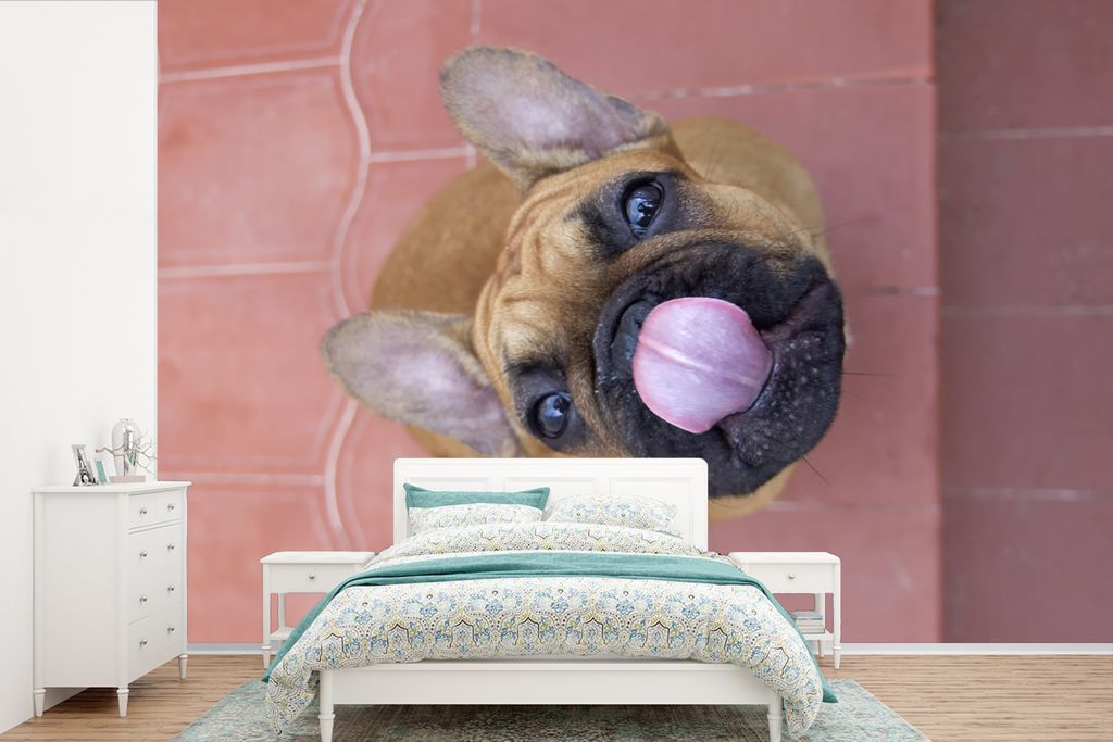 MuchoWow Fototapete für Wohnzimmer oder Schlafzimmer Wandtapete Vinyl Motivtapete Ein Welpe einer Französischen Bulldogge - 390x260 cm - Papier...