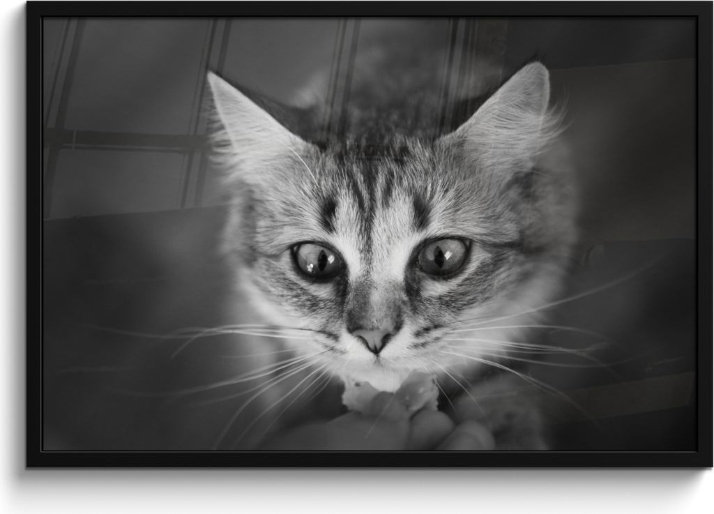 MuchoWow MuchoWow Gerahmtes Poster Tierprofil riechende Katze in schwarz und weiß 90x60 cm - Poster mit zchwarzem Bilderrahmen - Fotorahmen - ...
