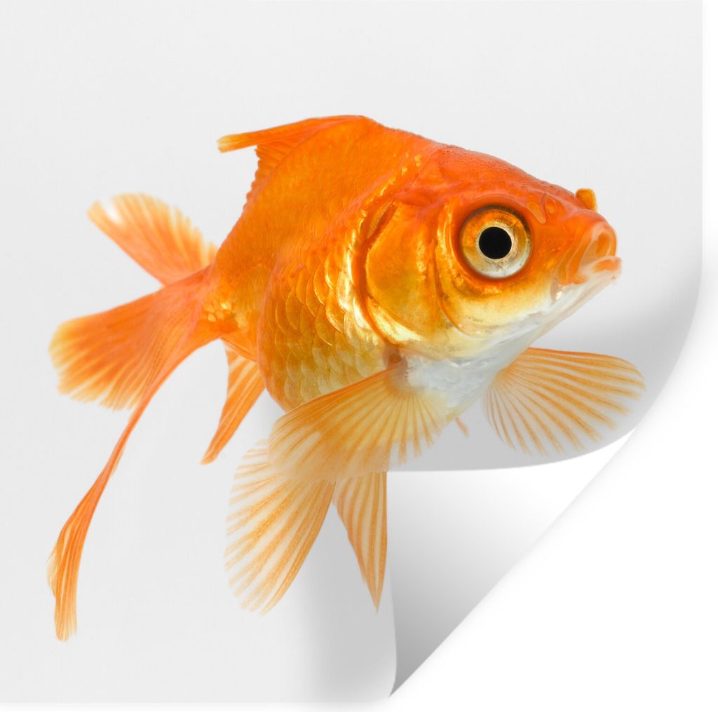 MuchoWow Wandtattoo Wandsticker Wandaufkleber Goldfisch - Weiß - Schwimmen 30x30 cm Selbstklebend und Repositionierbar - Repositionierbar - Wass...