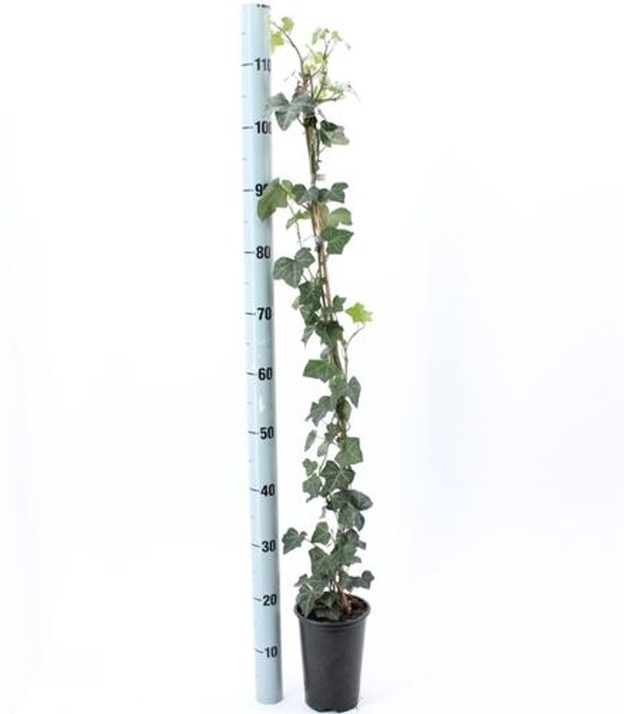 Hedera hibernica - Efeu | 100-125 cm im Topf