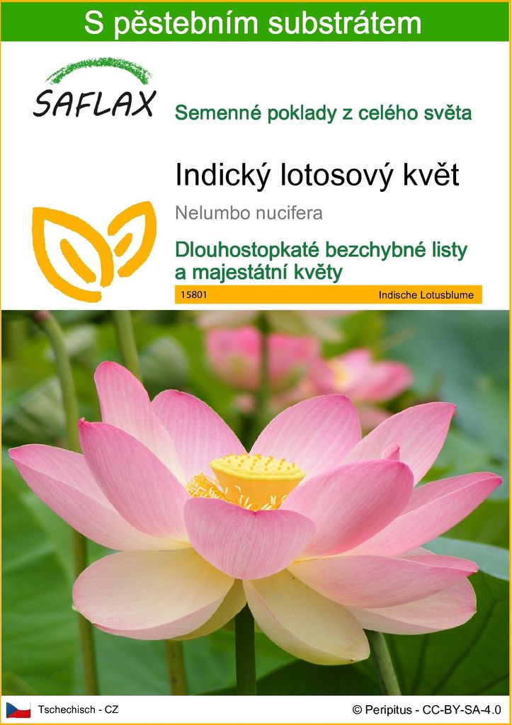 SAFLAX - Indický lotosový květ - Nelumbo nucifera   - 8 Obrázek produktu 