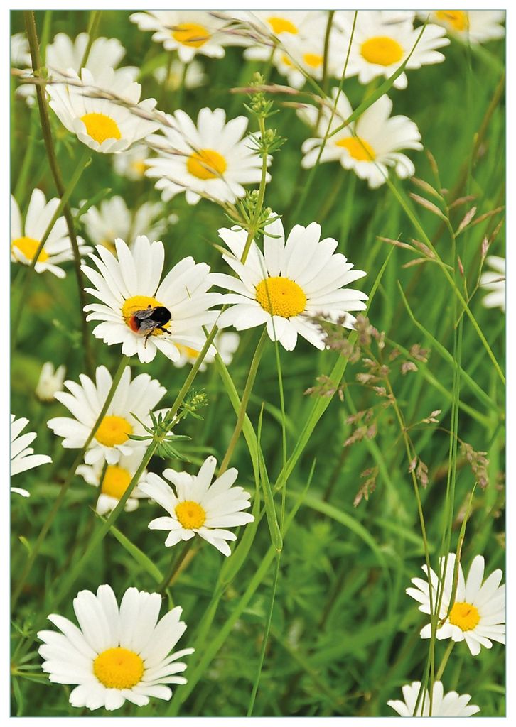 Wallario Premium Glasbild, freischwebende Optik, kräftige Farben, Größe 100 x 70 cm Motiv Margeritenwiese