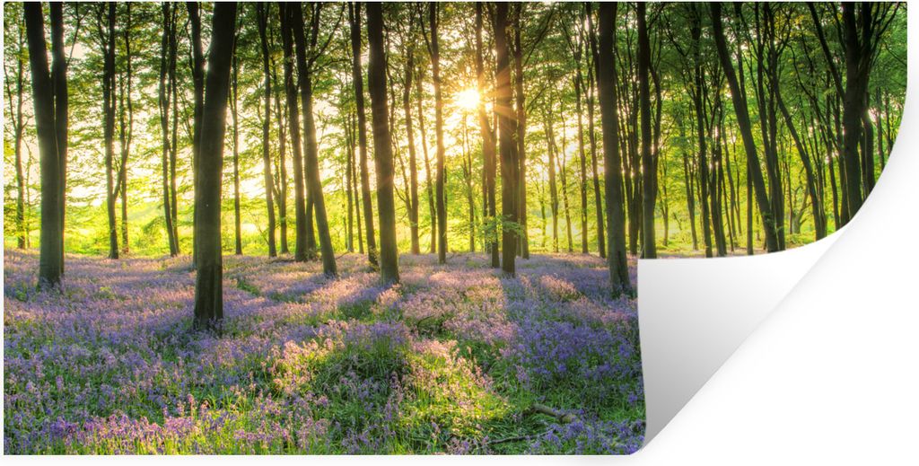 MuchoWow Wandtattoo Wandsticker Wandaufkleber Frühling - Wald - Sonne 40x20 cm Selbstklebend und Repositionierbar - Aufkleber